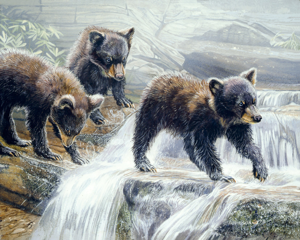 Mark Slawson Black Bear Cubs