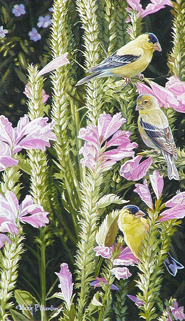 Goldfinch Pink Flowers