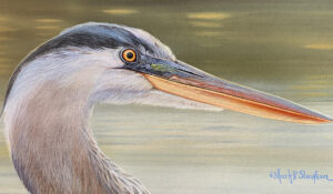 Great Blue Heron Portrait