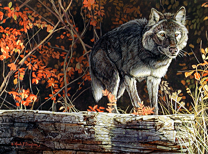 Mark Slawson Black Wolf
