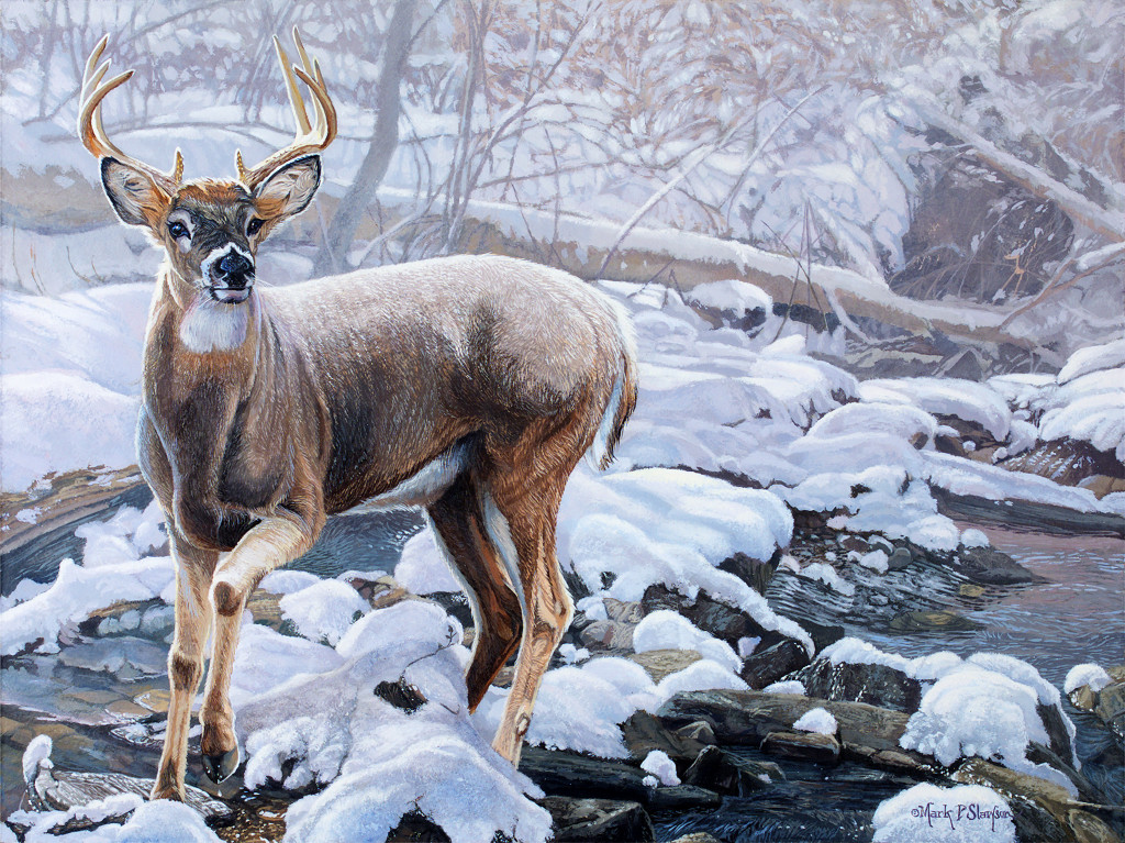 Mark Slawson Whitetail deer