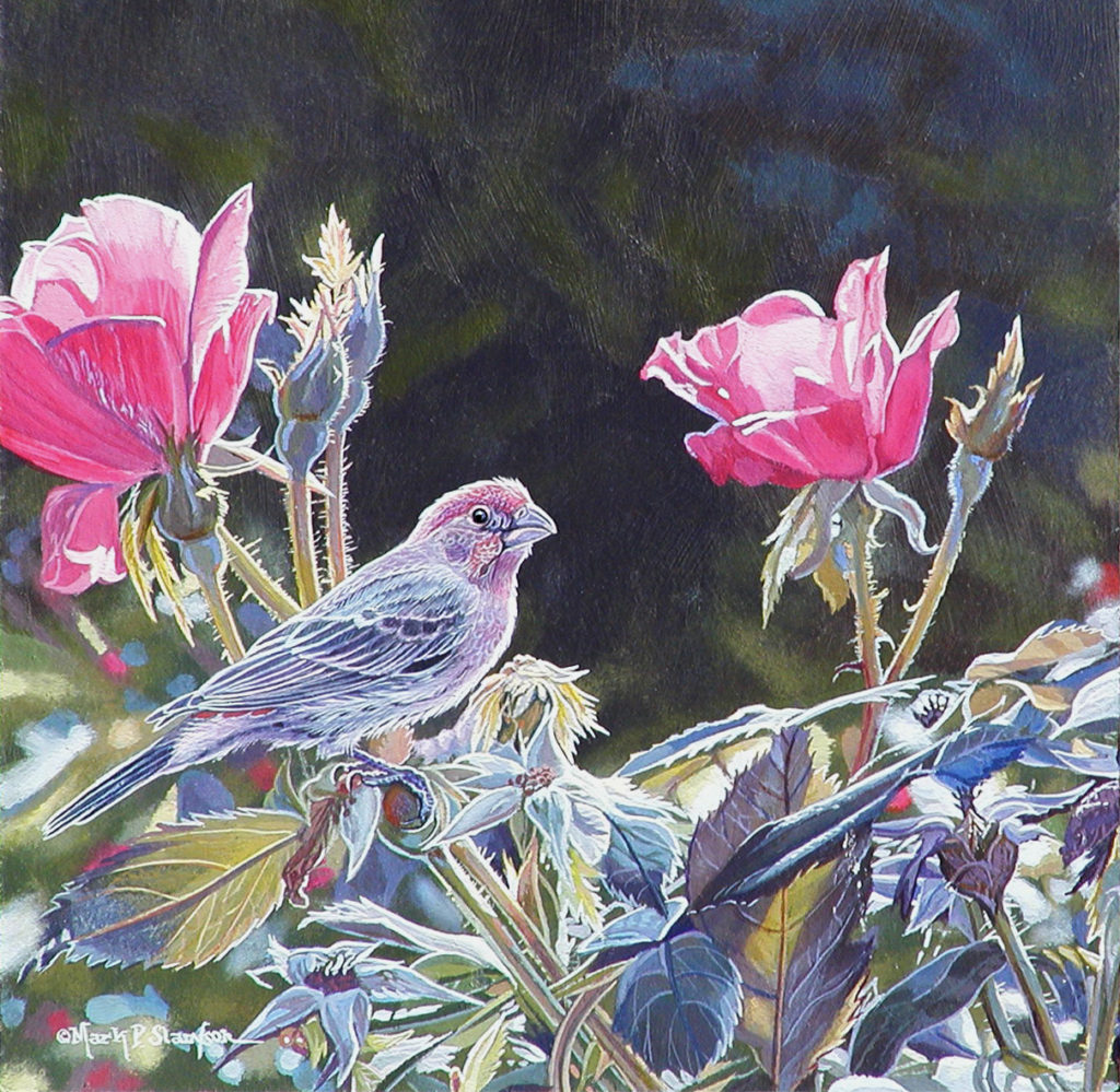 House Finch Roses