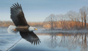 Haw River Bald Eagle