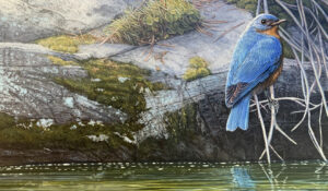 Lakeside Bluebird