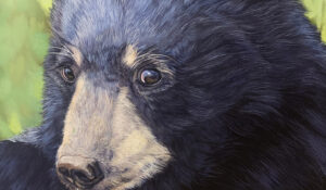Black Bear Cub Portrait