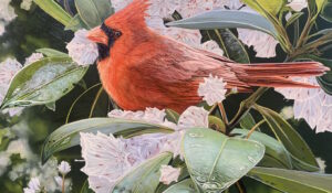 Male Cardinal