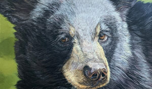 Black Bear Cub Portrait