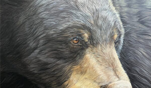 Adult Black Bear Portrait