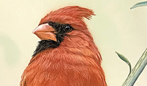 Male Cardinal