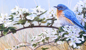 Eastern Bluebird Portrait