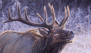 Cherokee North Carolina Bull Elk