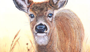 Whitetail Doe Portrait